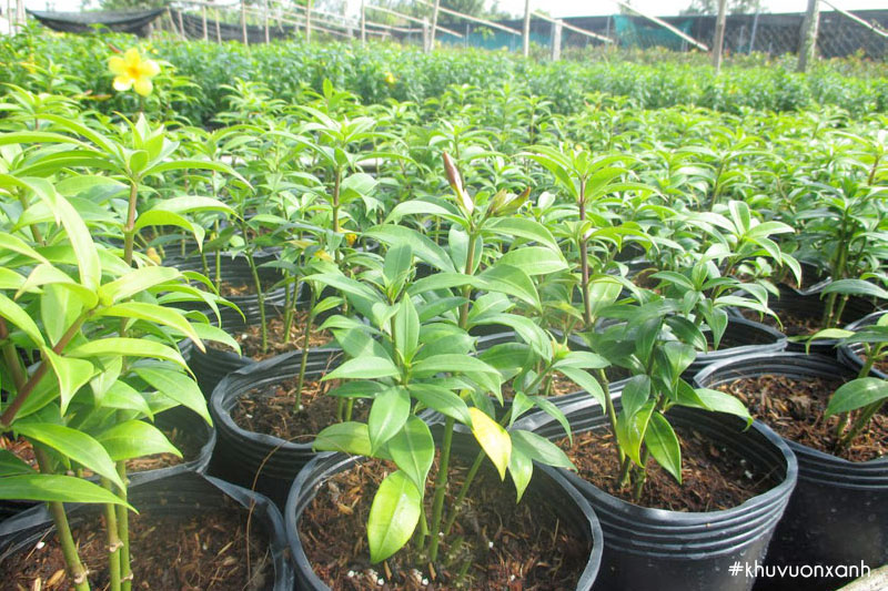 Cây giống hoa Huỳnh anh tại vườn ươm