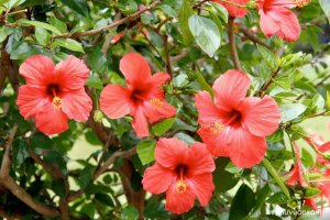 Cây hoa Dâm bụt (Râm bụt) - Hoa đẹp trồng hàng rào, sân vườn