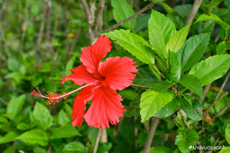 Hoa râm bụt cánh đơn