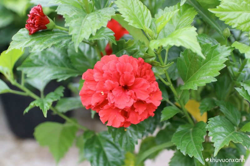 Hoa dâm bụt cánh kép