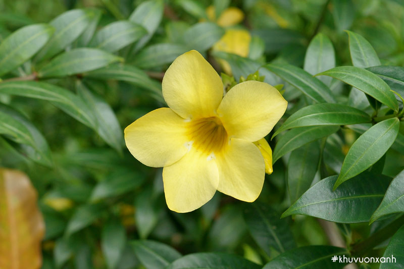 Cây Huỳnh anh lá nhỏ