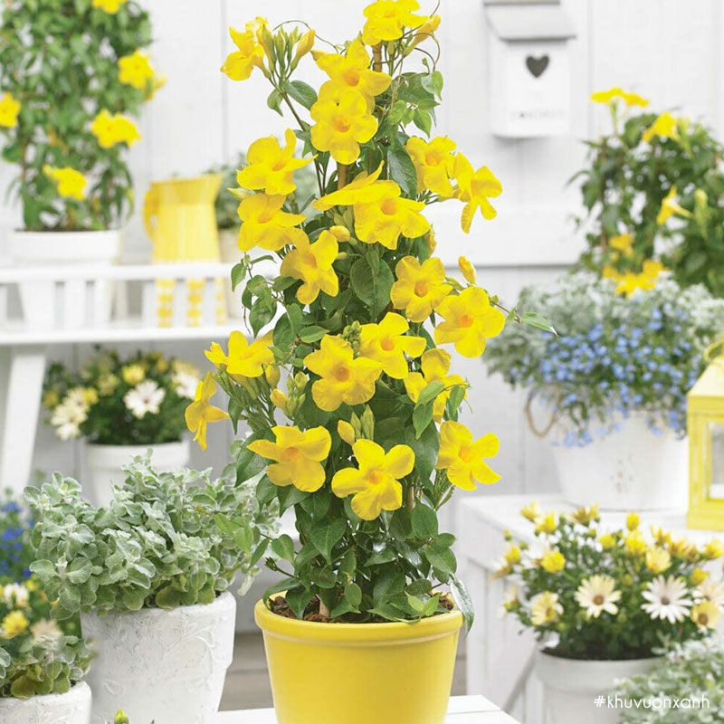 Hoa huỳnh anh có nhiều ý nghĩa trong phong thủy