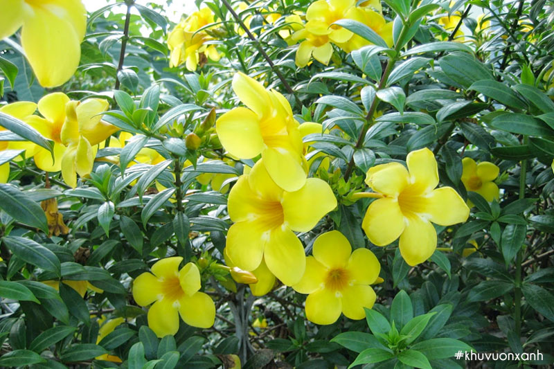 Hoa Hoàng anh có tên khoa học là Allamanda cathartica