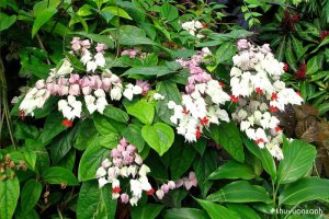 Cây hoa Ngọc nữ - Loài hoa đại diện cho vẻ đẹp của thiếu nữ mới lớn