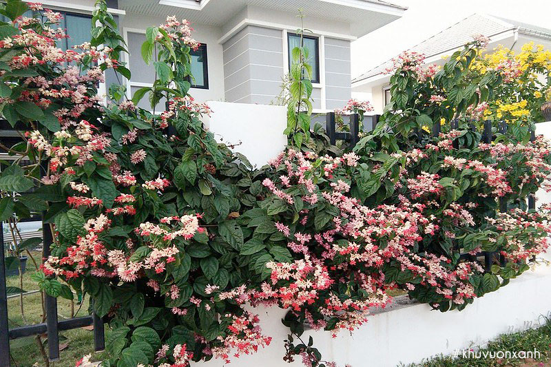 Công dụng chính của hoa ngọc nữ là làm cảnh và trang trí không gian