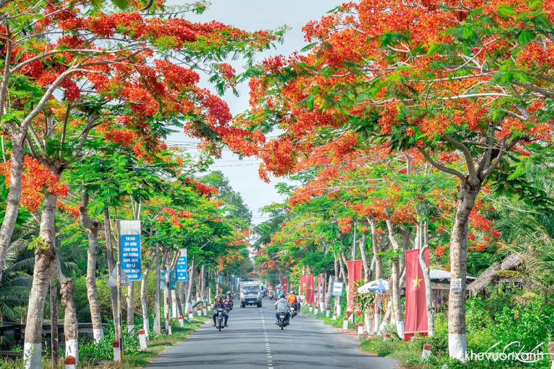 Hoa phượng vĩ đỏ nở rực gọi hè về