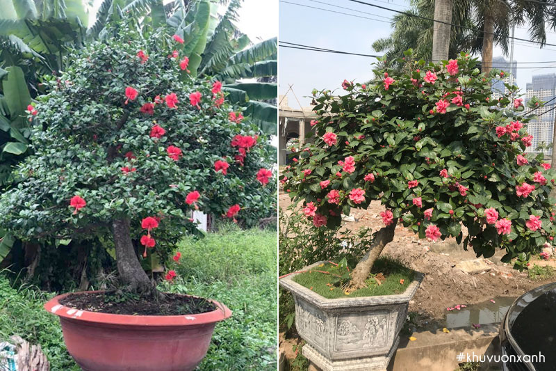 Cây hoa râm bụt cổ thụ trồng chậu trước nhà