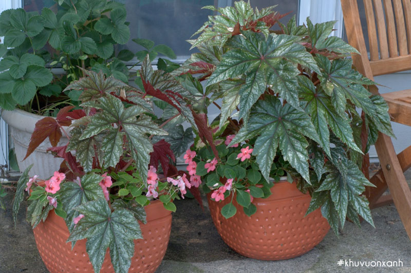 Thu hải đường lá phong Gryphon begonia hybrida 