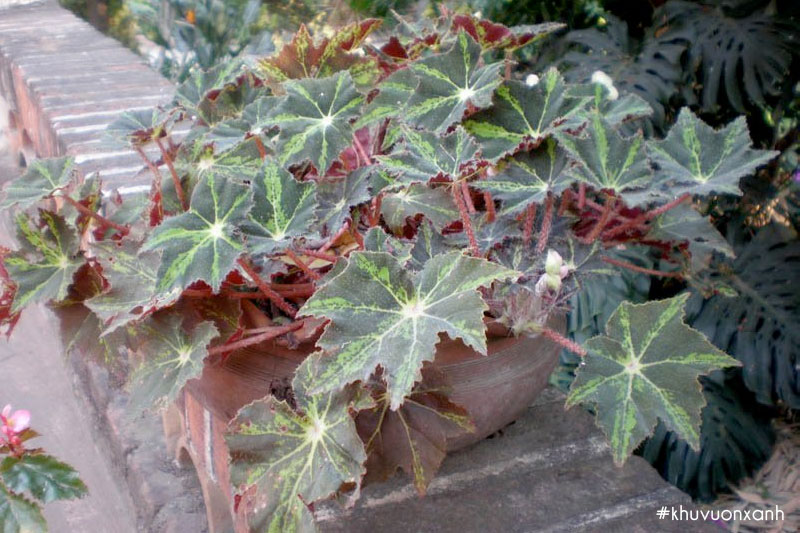 Thu hải đường lá thầu dầu Begonia heracleifolia