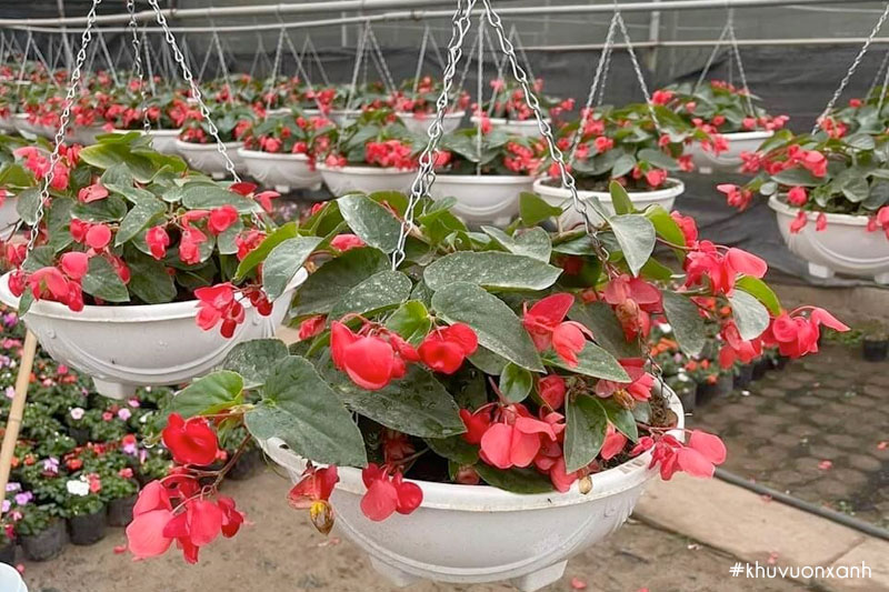 Thu hải đường rủ trồng chậu treo