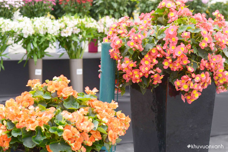 Hoa Begonia thường được trồng trang trí cảnh quan quanh nhà