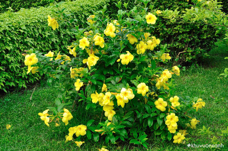 Cây Huỳnh anh là một cây thân leo có cành mềm