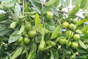 Cây hồng Socola (Black sapote) - Đặc điểm, Phân loại, Cách trồng và Chăm sóc