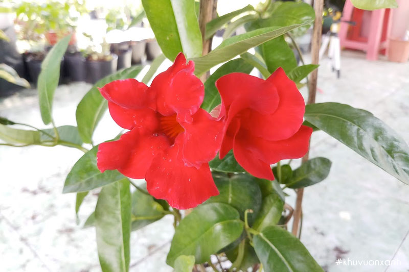 Hoa Huỳnh anh đỏ