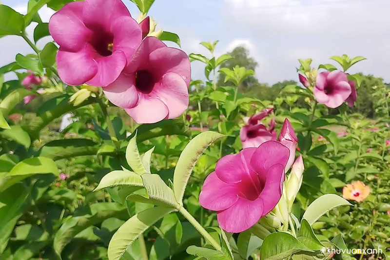 Cây hoàng anh hoa tím