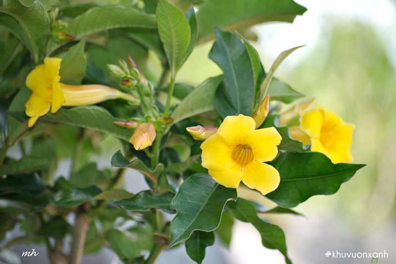 Hoàng anh lá lớn