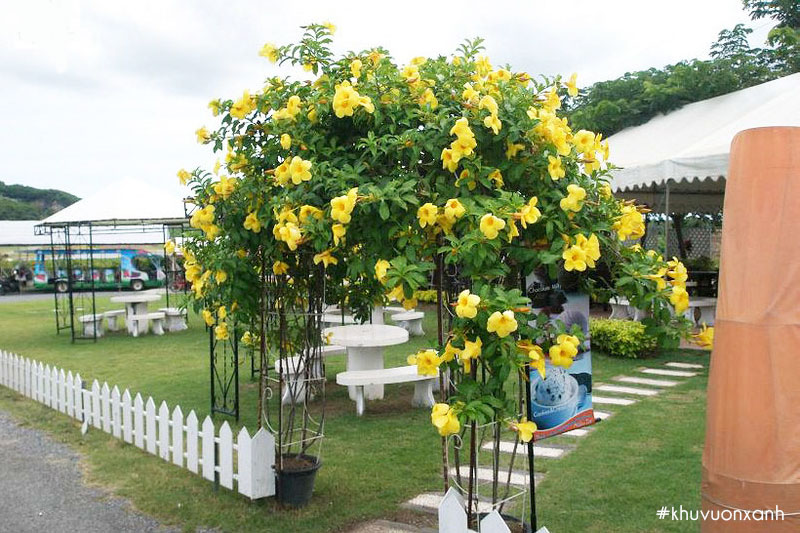 Cách cho hoa Huỳnh anh leo giàn