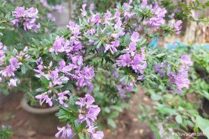 Cây Linh sam nở hoa tím rực rỡ, hương thơm nhẹ nhàng