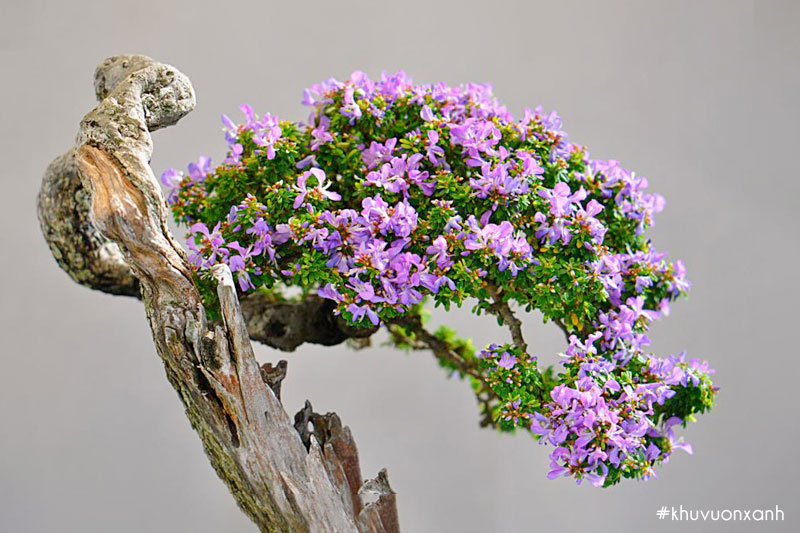 Linh sam bonsai mini cổ thụ dáng đẹp có giá trị kinh tế cao