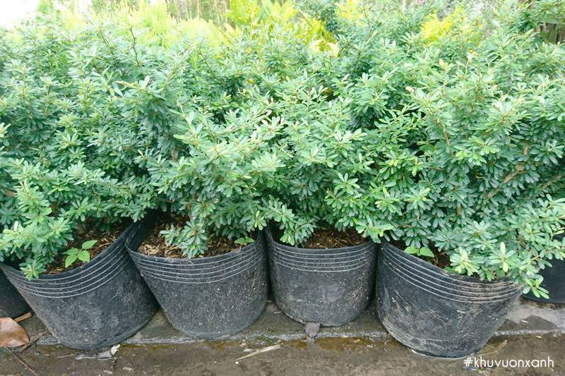 Cây giống linh sam tại vườn ươm