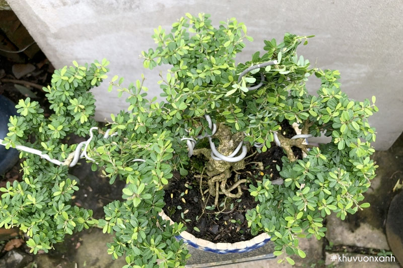 Linh sam lá nhỏ hạt gạo Tân Phú