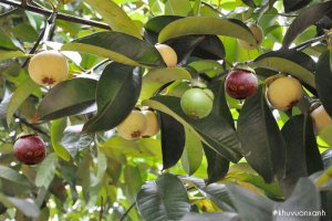 Cây Măng cụt - Nguồn gốc, đặc điểm và cách trồng đúng kỹ thuật