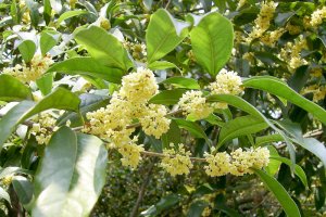 Cây Mộc hương (Hoa quế, Mộc tê)