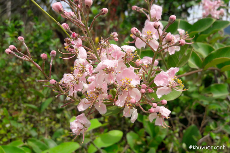 Cây ngọc nữ hường mang vẻ đẹp thôn dã