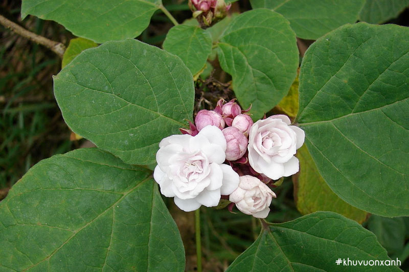 Cây ngọc nữ thơm Clerodendrum chinense (Osbeck)