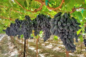 Cây Nho móng tay (Ngón tay) độc đáo, đem lại hiệu quả giá trị kinh tế cao