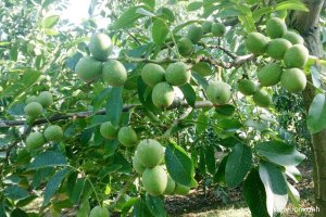 Cây Óc chó (Hồ đào, Hạch đào)