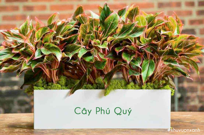 cay-phu-quy-trong-chau-dat-dai.jpg