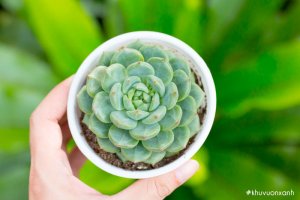 Cây sen đá bánh bao - Loại cây mang tới sự may mắn, an nhiên