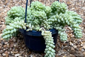 Cây Sen đá chuỗi ngọc bi - Đặc điểm, Phân loại, Ý nghĩa và Chăm sóc