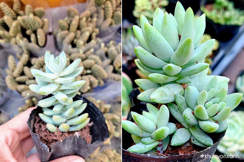 Sen đá chuỗi ngọc đứng