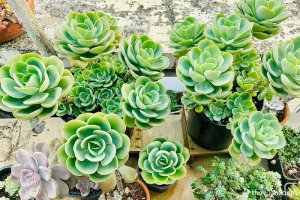 Cây Sen đá hoa hồng - Đặc điểm, phân loại, ý nghĩa và cách chăm sóc