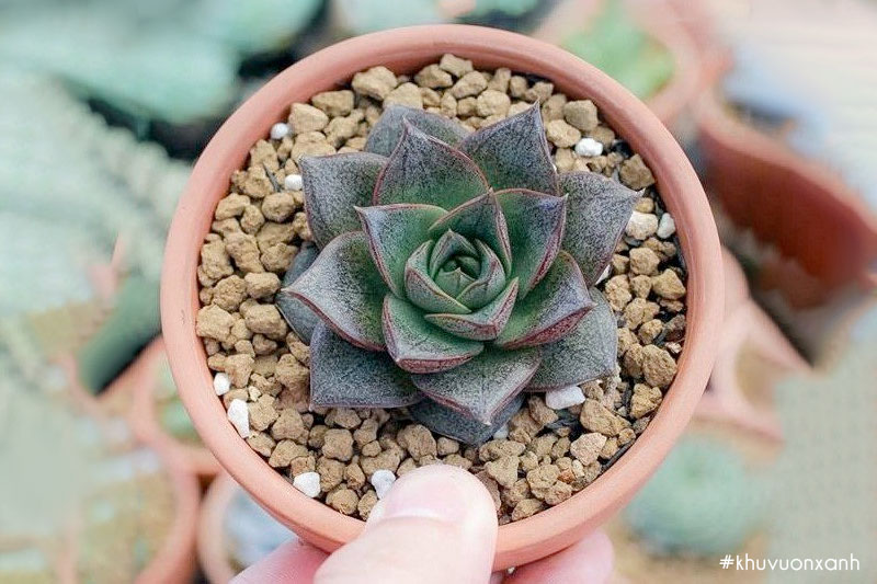 Sen đá hồng đen Echeveria Purpusorum