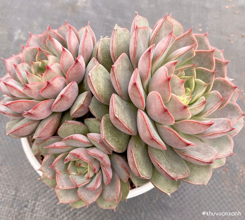 Sen đá hoa hồng đỏ