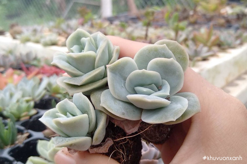 Cây sen đá hoa hồng Hà lan - Graptoveria Lovely Rose