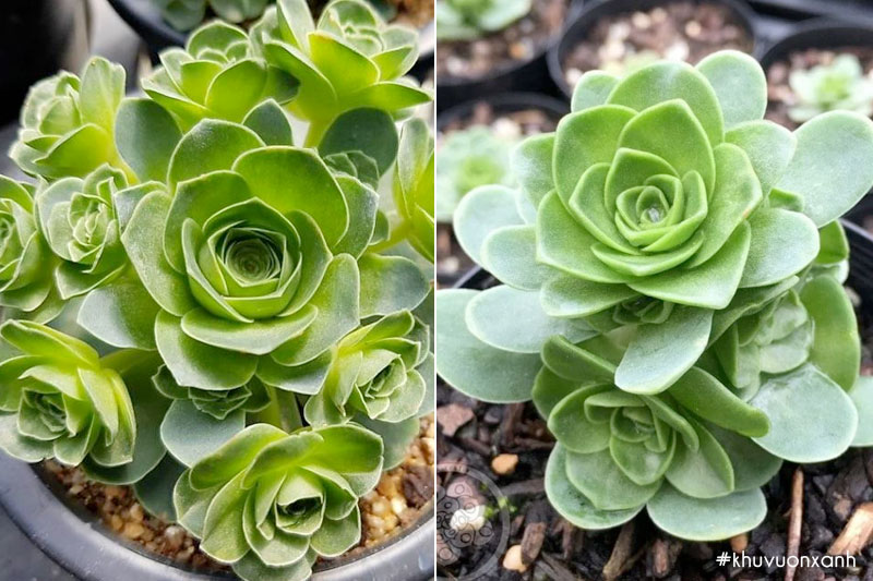 Sen đá hoa hồng Pháp