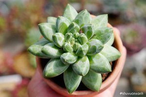 Cây Sen đá Kim cương: Đặc điểm, công dụng, cách nhân giống và chăm sóc