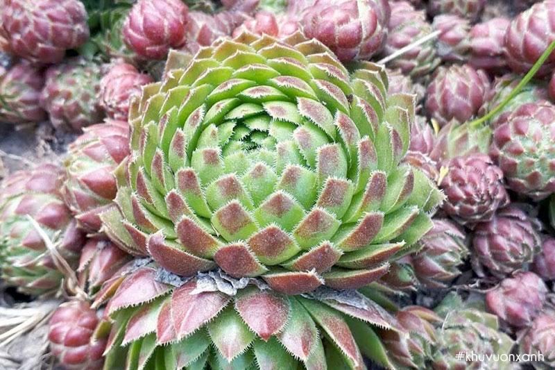 Sen đá Phật bà mọc thành bụi lớn