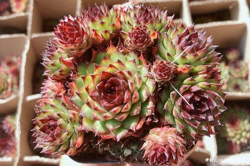 Cây sen đá phật bà đỏ