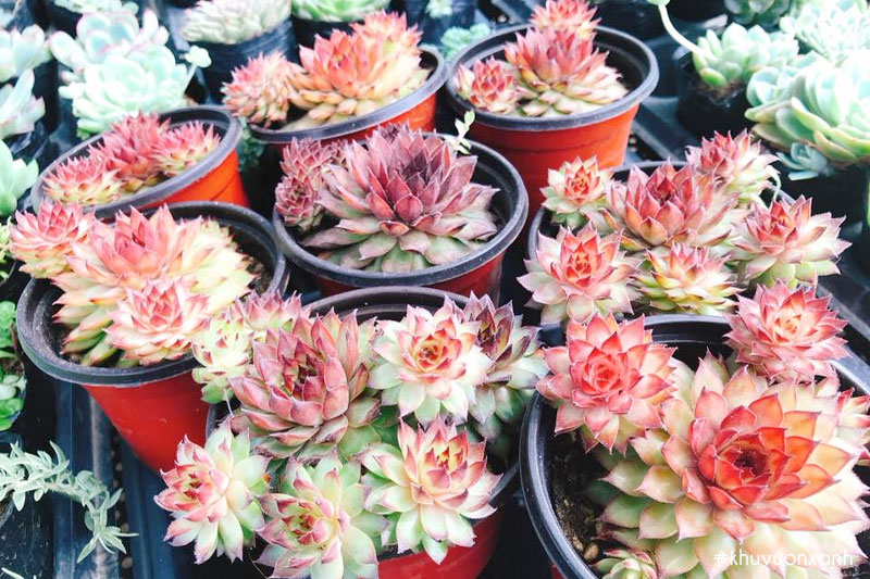 Sen đá phật bà lửa với màu lửa rực