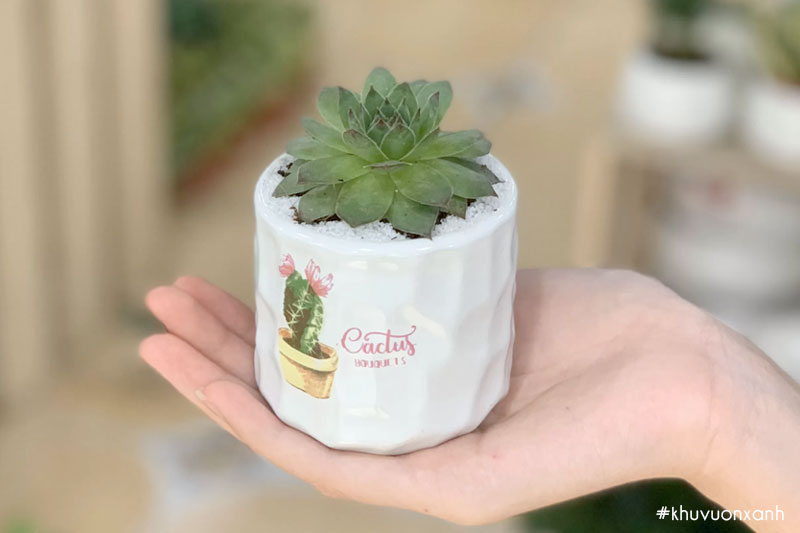 Sen đá Phật bà mini có kích thước nhỏ gọn trong lòng bàn tay