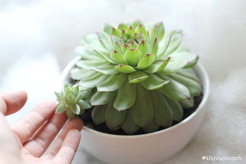 Cây sen đá Phật bà Quan âm (Sempervivum calcareum)