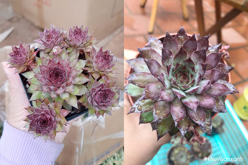 Sen đá phật bà tím được trồng khá phổ biến