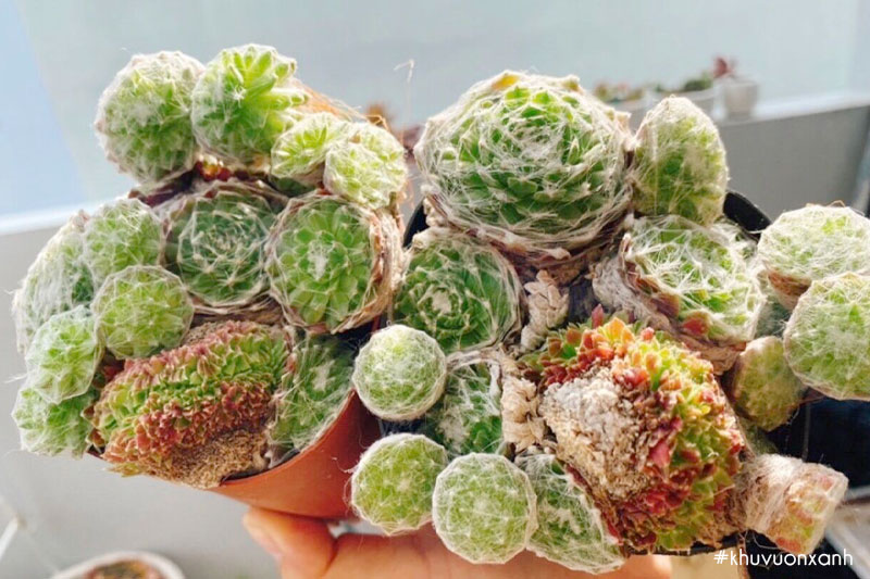 Cây sen đá Phật bà với lớp phủ như nhện giăng tơ