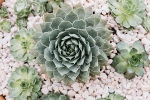 Cây Sen đá phật bà - Đặc điểm, phân loại, ý nghĩa, cách trồng và chăm sóc