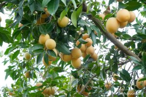 Cây Thanh trà - Đặc điểm, Phân loại và Cách trồng để cây nhanh ra trái